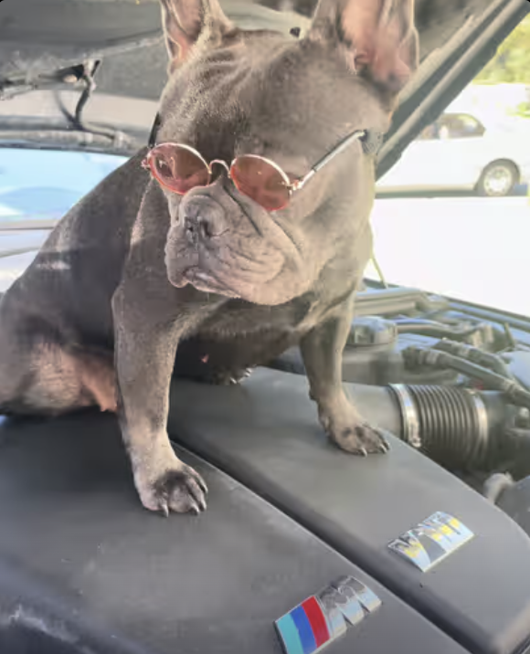 Frenchie just bought a new car !
